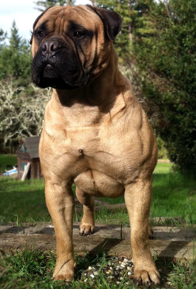 Watchman bullmastiffs sale